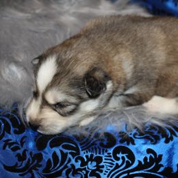 Siberian Husky Puppies from Blue Moon Siberian Husky Haven