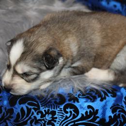 Siberian Husky Puppies from Blue Moon Siberian Husky Haven