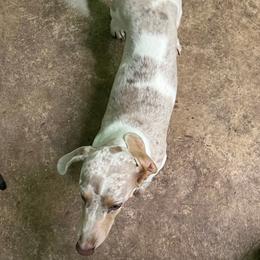 Percy - Dachshund