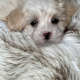 Havanese and Pug Puppies from Casa Blanca Pugs & Mardi Gras Havanese