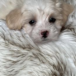 Havanese and Pug Puppies from Casa Blanca Pugs & Mardi Gras Havanese