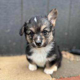 Zinny - Black and tan male Pembroke Welsh Corgi puppy in Red Bluff, California from Circle T Livestock & K9 Co.