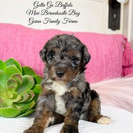 Gotta go Buffalo - Merle male Bernedoodle puppy in Grove, Oklahoma from Guinn Family Farms