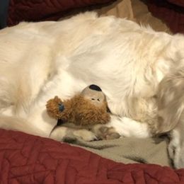 Golden Retrievers from Freedom Acres
