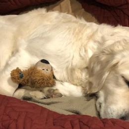 Golden Retrievers from Freedom Acres
