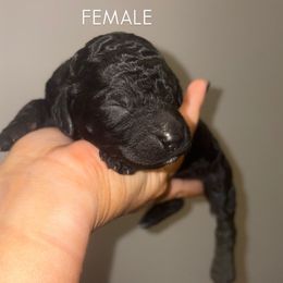 Rainbow girl - Black female Poodle puppy in Nolensville, Tennessee from White Willow Poodles
