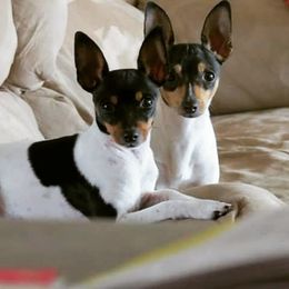 Toy Fox Terrier Puppies from Foxlace Farms Toy Fox Terriers