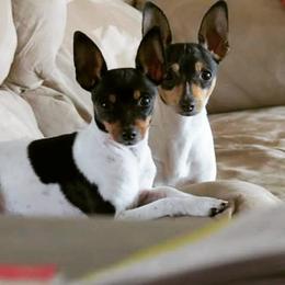 Toy Fox Terrier Puppies from Foxlace Farms Toy Fox Terriers