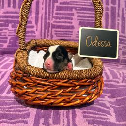 Odessa (Pink Collar) - Black and white female Cardigan Welsh Corgi puppy in Greensboro, North Carolina from Wynnewood Kennels