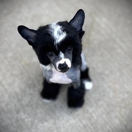 Minnie- Small Hairless Girl - Black and white female Chinese Crested puppy in Tomball, Texas from Gracieux Chinese Cresteds