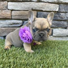 Iris - Tricolors female French Bulldog puppy in Jacksonville, Florida from Jacksonville Frenchies