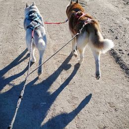 Siberian Huskies from Diamondust Siberians