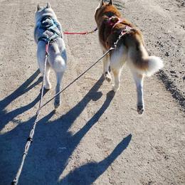 Siberian Huskies from Diamondust Siberians