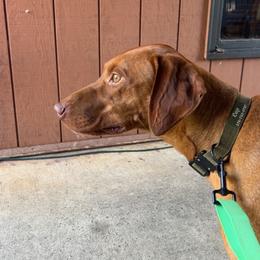 Cap - Vizsla