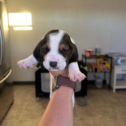 Boy 4 - Black brown and white male Basset Hound puppy in Las Animas, Colorado from J&D Dachsies