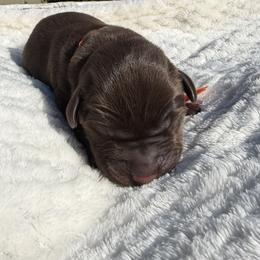 Orange - Chocolate male Labrador Retriever puppy in Gainesville, Georgia from Rucker Retrievers