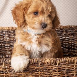 Bernedoodles, Cavapoos, and Goldendoodles from Waterloo Doodles