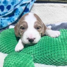 Vanilla - Cream male Goldendoodle puppy in Carmichaels, Pennsylvania from JensenBelle Doodles