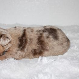 Ace - Red merle male Toy Australian Shepherd puppy in Wiggins, Colorado from Mile High Acres & Aussies