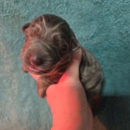 Girl 1 - female German Shepherd puppy in Dallas, Pennsylvania from Mountainside German Shepherds