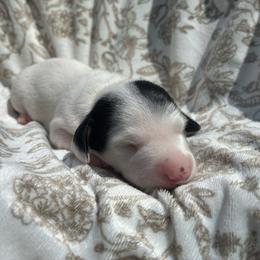 Willadeene Parton - Piebald female Dachshund puppy in Dobson, North Carolina from Oakleys Dachshund Haven