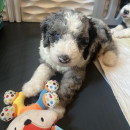 Bernedoodle Puppies from Lovey Dovey Bernedoodles