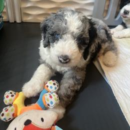 Bernedoodle Puppies from Lovey Dovey Bernedoodles