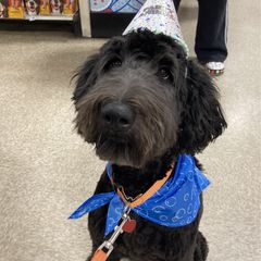 Jacques Noir - Black Double Doodle puppy in Norfolk, Virginia from Móraí’s Doodles