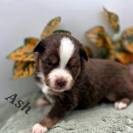 ASH - Red merle male Toy Australian Shepherd puppy in Viking, Minnesota from Son Shine Farm