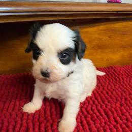 Beaver - Black & tan tri-color male Maltipoo puppy in Lawrenceburg, Tennessee from LUV Poodles and Maltipoos