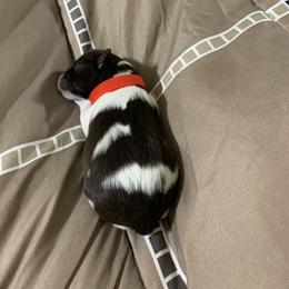 Miniature Schnauzer Puppies from Circle R Ranch