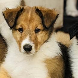 Collies and Scottish Collies from Franklin Farm Collies