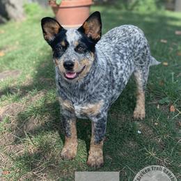 Nevada 2500 - Blue speckled female Australian Cattle Dog puppy in Kalispell, Montana from BTR Australian Cattle Dogs