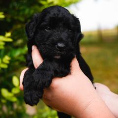 Bordoodle Puppies from 2J 2K Bordoodles