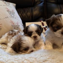 Shih Tzu Puppies from Wood Foo Breeders