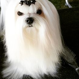 Maltese All Grown Up from RagTak Maltese