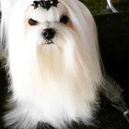 Maltese All Grown Up from RagTak Maltese