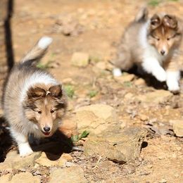 Shetland Sheepdog Puppies from Ulysses Shelties