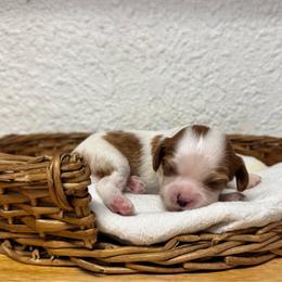 Ms. Purple - Blenheim female Cavalier King Charles Spaniel puppy in Port Richey, Florida from Sunshine State Cavaliers