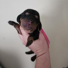 Pink Collar - Black tan and white female Basset Hound puppy in Alton, Illinois from Show Me Great Danes and Basset Hounds