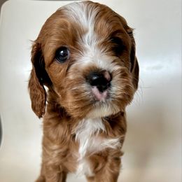 Kenobi - Red male Cavapoo puppy in Vineyard, Utah from Pitter Patter Puppies