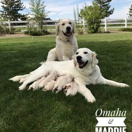 Golden Retriever Puppies from Montana Puppies