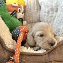Kathy - Cream female Dachshund puppy in Tahlequah, Oklahoma from Love Some Dogs Dachshunds & Cavalier King Charles Spaniels,Cavapoos
