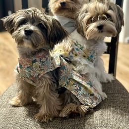 Shih Tzu and Yorkshire Terrier All Grown Up from Empire Yorkies