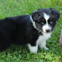Wren - Black tri-color female Australian Shepherd puppy in Kansas, Oklahoma from Windy G Farm