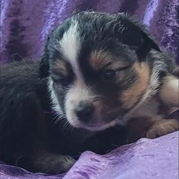 Indy - Black tri female Miniature Australian Shepherd puppy in Deer Park, Washington from Rodeo Aussies