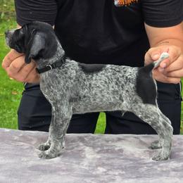 Black collar male - Black roan male German Shorthaired Pointer puppy in New York from Bishop Kennels