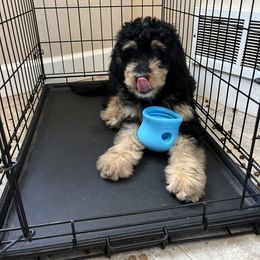 Bernedoodle and Poodle Puppies from Doggy Darlins