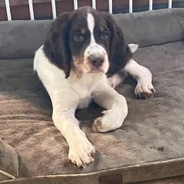 English Springer Spaniel Puppies from Desert Shadow Springers