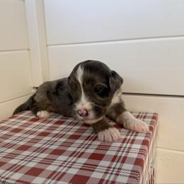 Boy 7 - Merle male Bernedoodle puppy in Perryville, Maryland from Heavenly Heritage Dachshunds and Doods